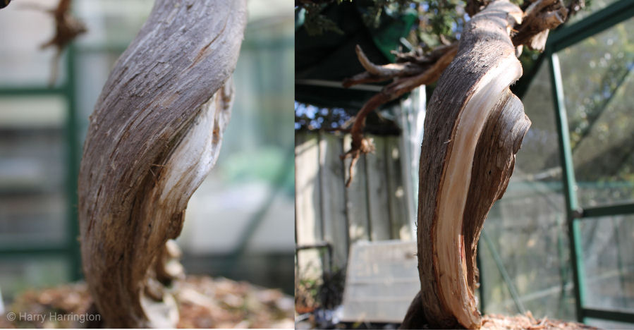 juniper bonsai